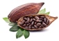 Unroasted cacao beans